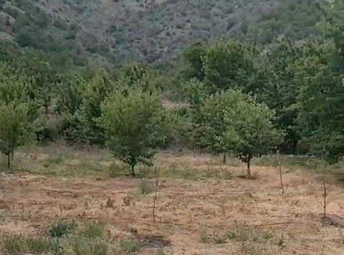 ACİL AYDINLIK KÖYÜNDE İÇİNDE EVİ MEVCUT 1.745 METREKARE SATILIK BAĞ