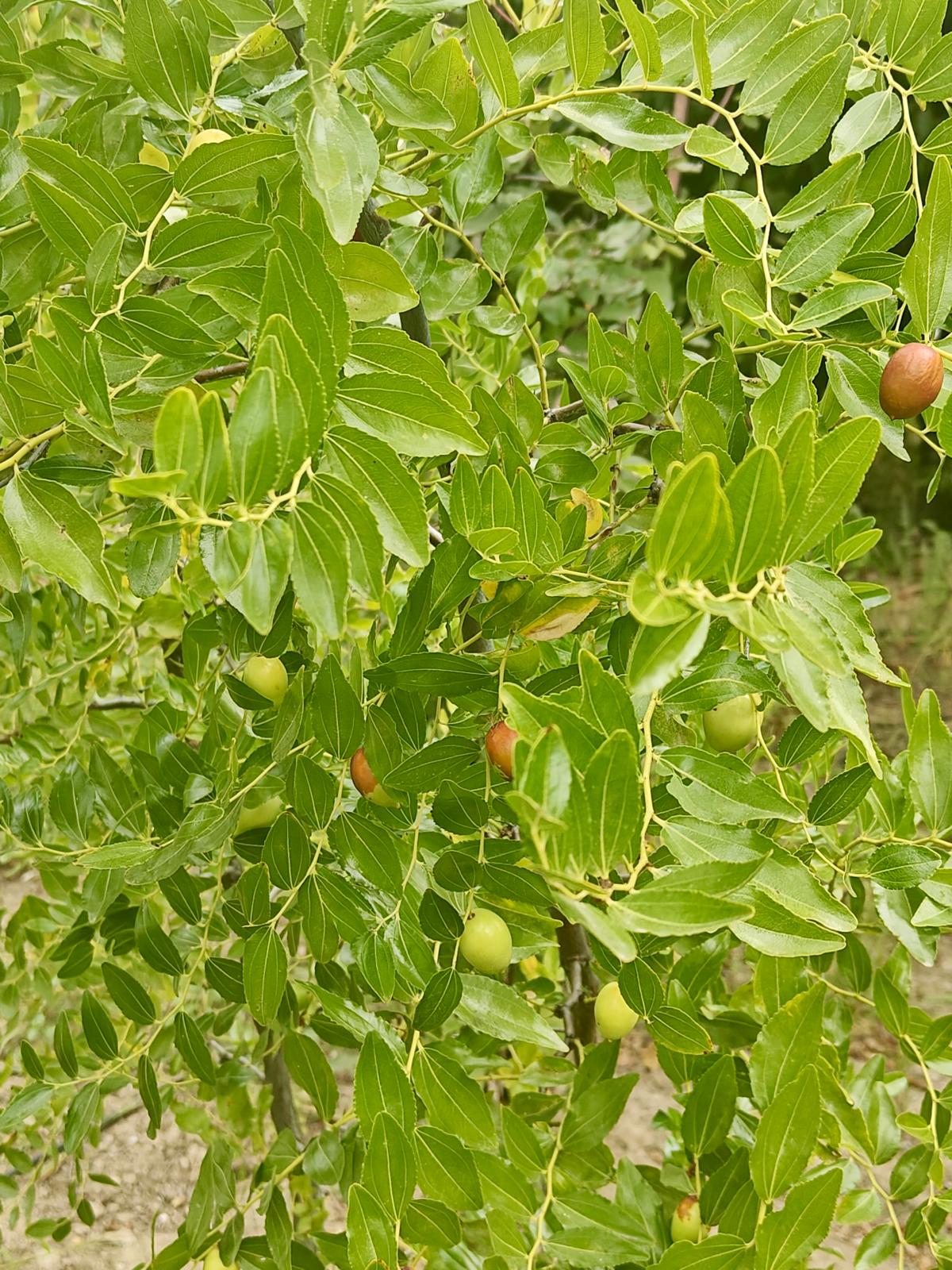 EV TAKASLI YILLIK 2.5 TON HASATLI BOĞAZKÖY DURUCADA KİRAZLIK