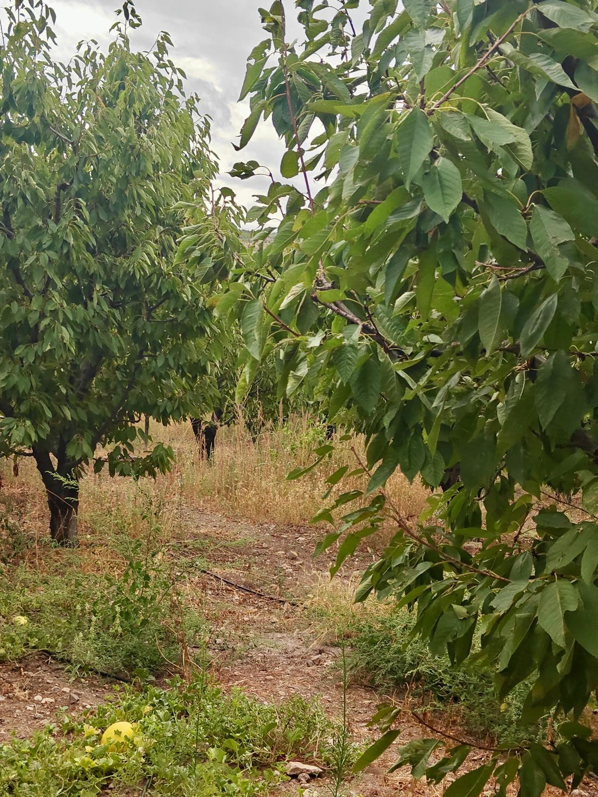 EV TAKASLI YILLIK 2.5 TON HASATLI BOĞAZKÖY DURUCADA KİRAZLIK