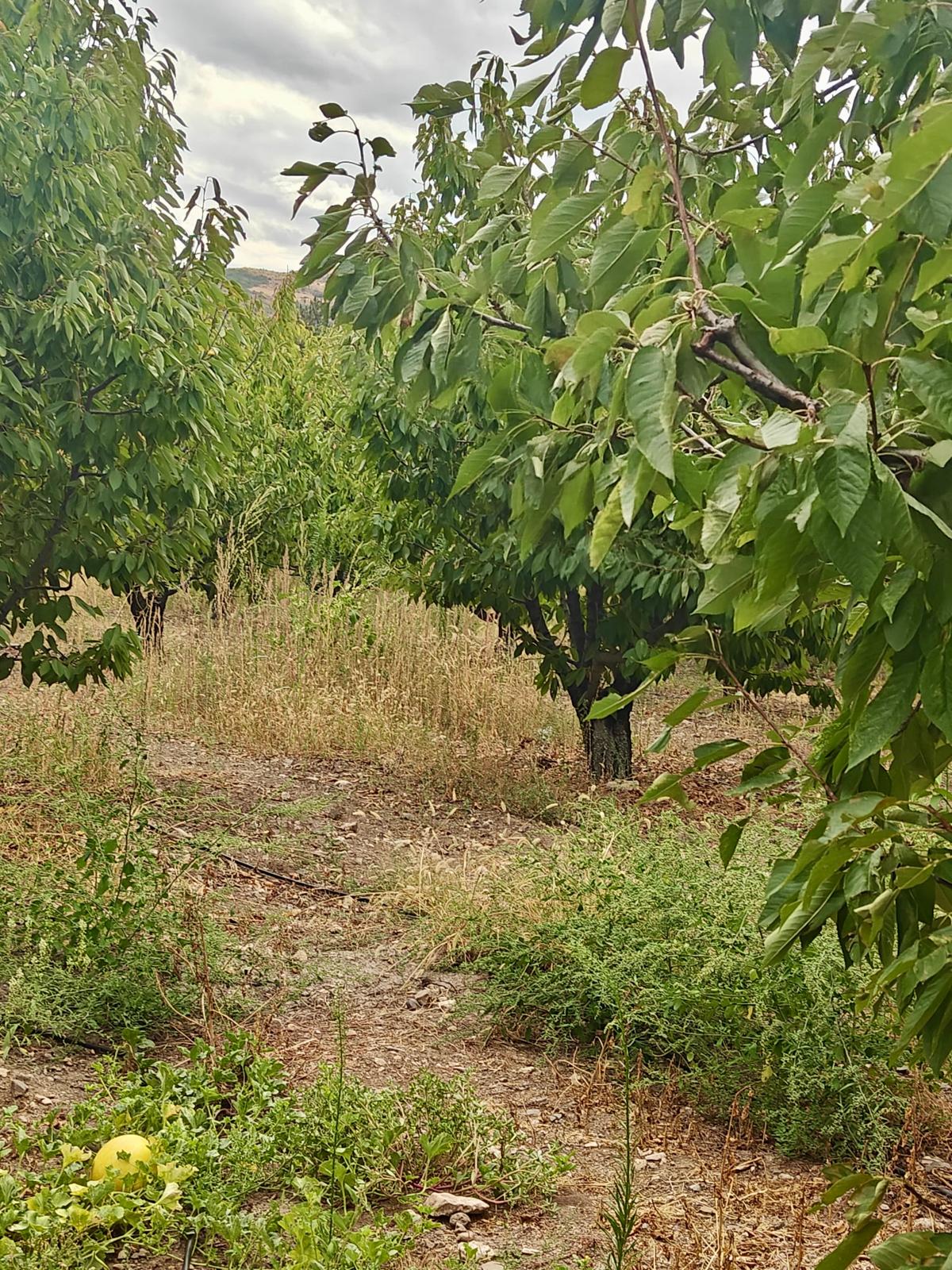 EV TAKASLI YILLIK 2.5 TON HASATLI BOĞAZKÖY DURUCADA KİRAZLIK