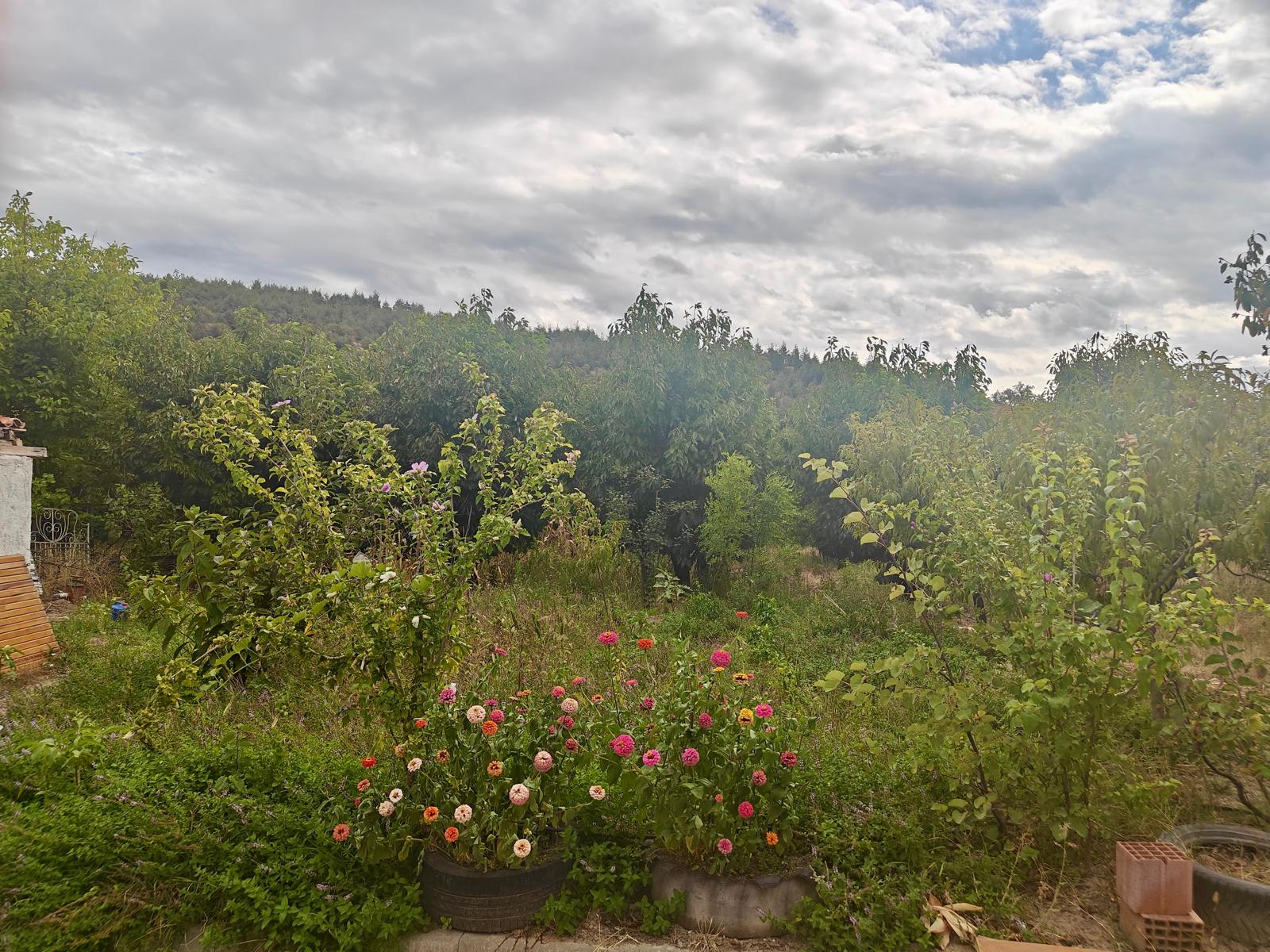 EV TAKASLI YILLIK 2.5 TON HASATLI BOĞAZKÖY DURUCADA KİRAZLIK