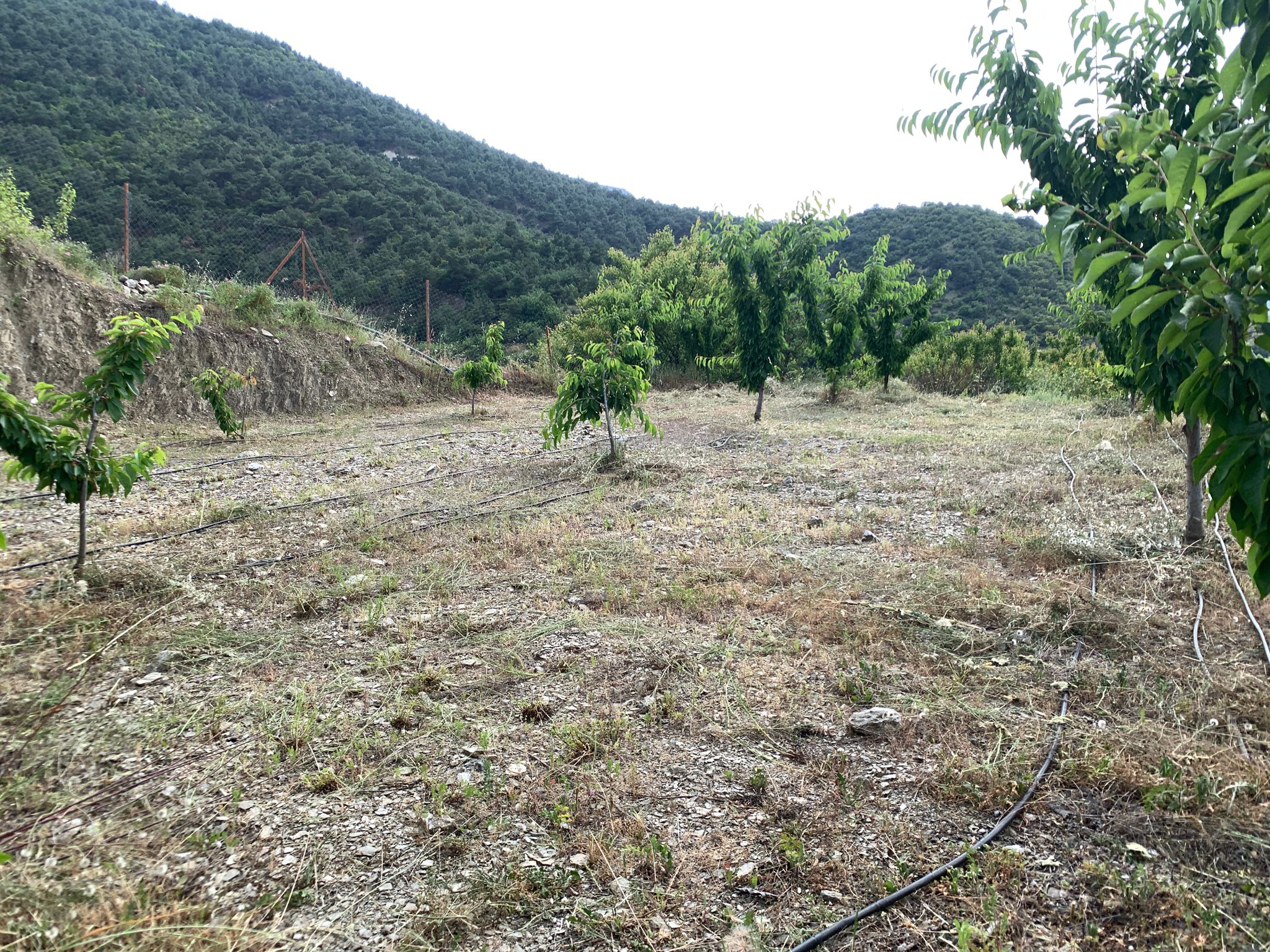 MARKA'DAN YEŞİL YENİCE KARAAĞAÇ MEVKİİ SATILIK BAHÇE