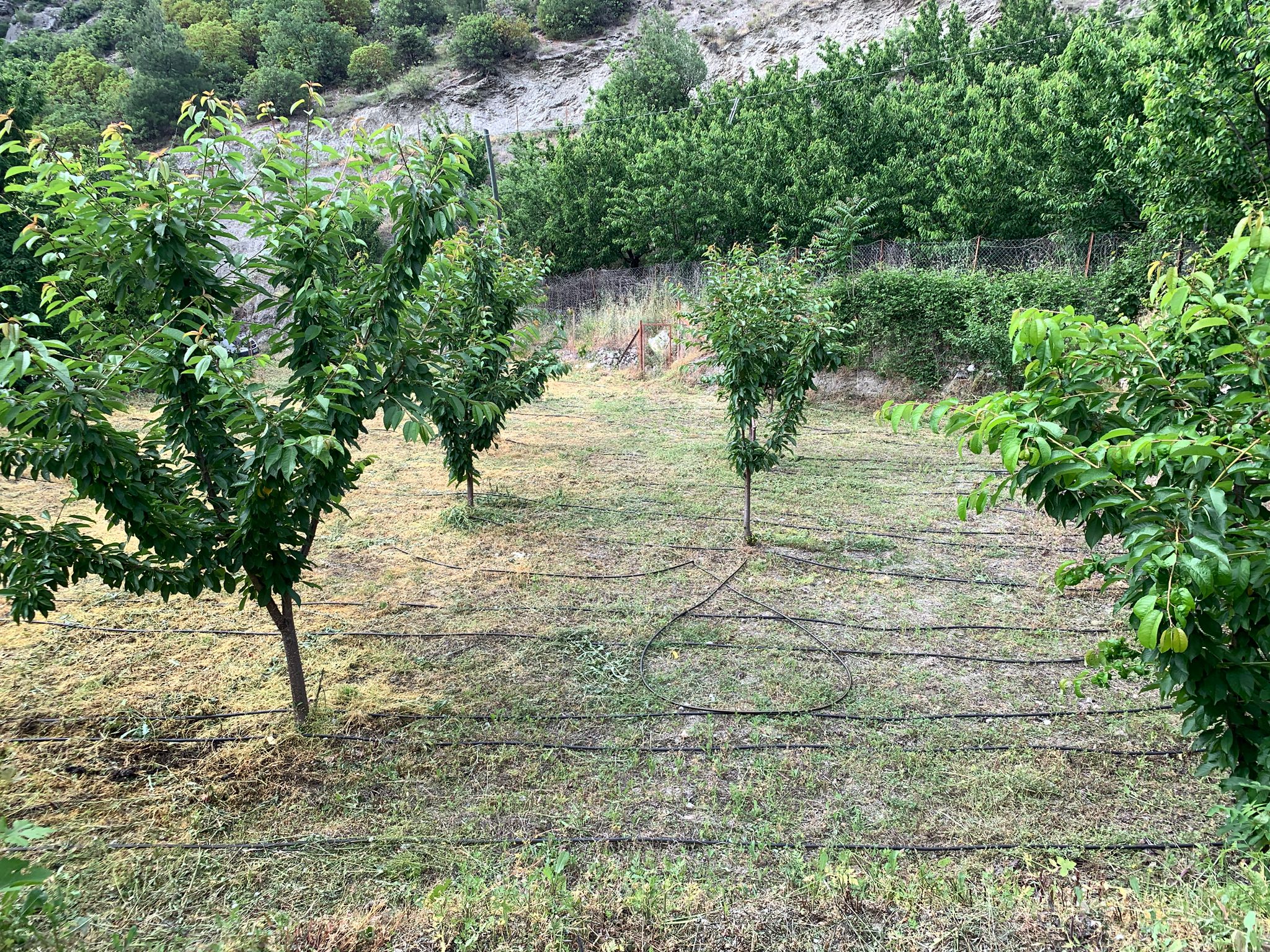 MARKA'DAN YEŞİL YENİCE KARAAĞAÇ MEVKİİ SATILIK BAHÇE
