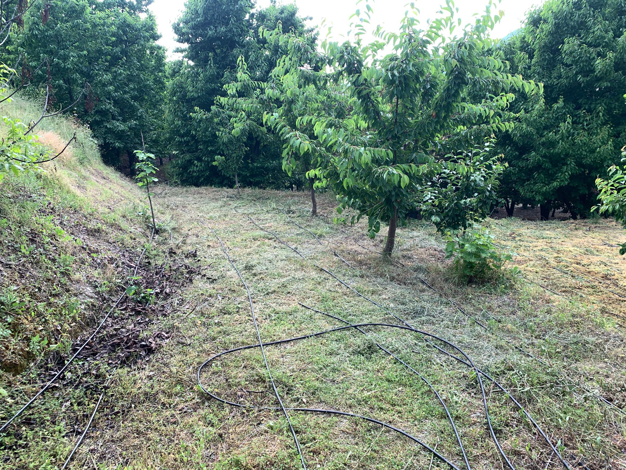 MARKA'DAN YEŞİL YENİCE KARAAĞAÇ MEVKİİ SATILIK BAHÇE
