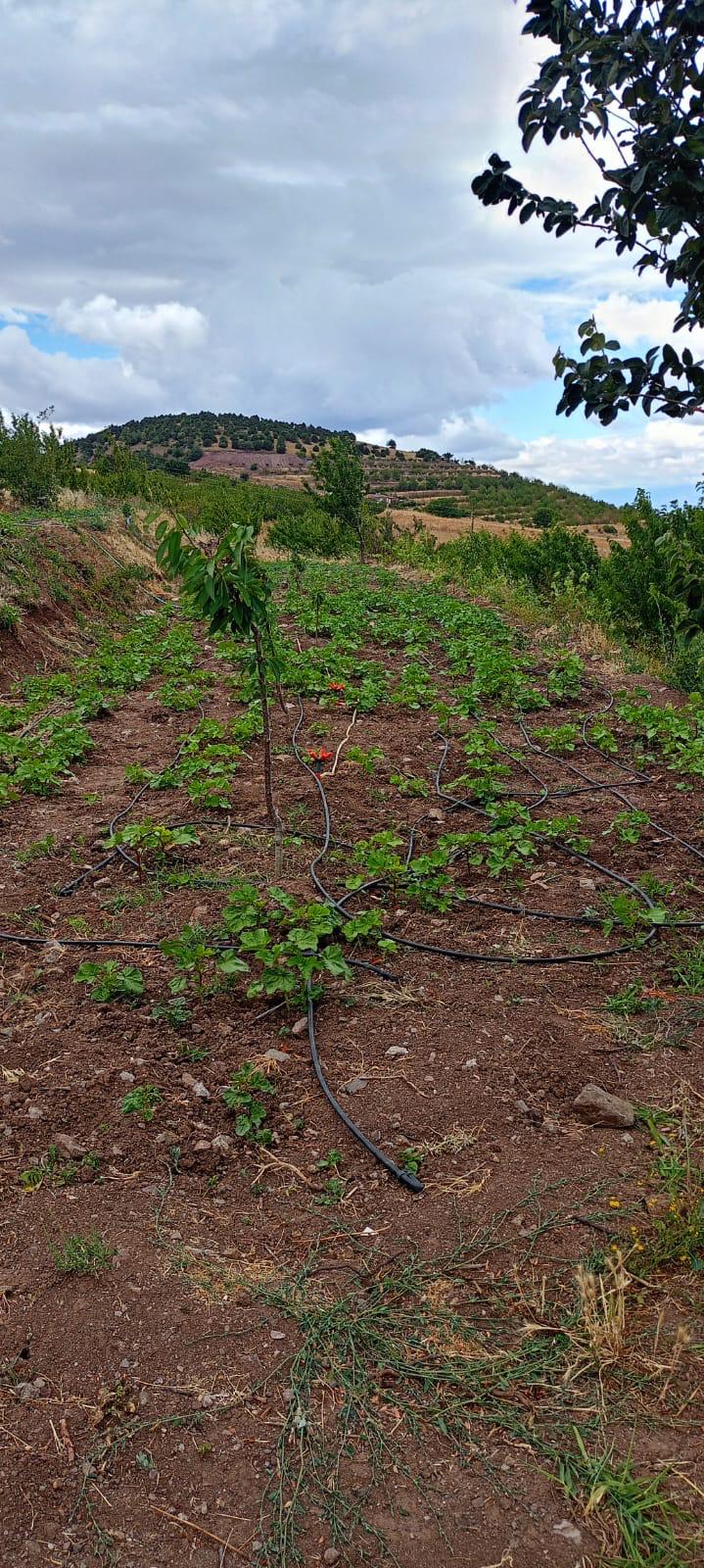 MARKA EMLAK'TAN AYDINLIKTA FIRSAT NİTELİĞİNDE 5.771 DÖNÜM BAĞ