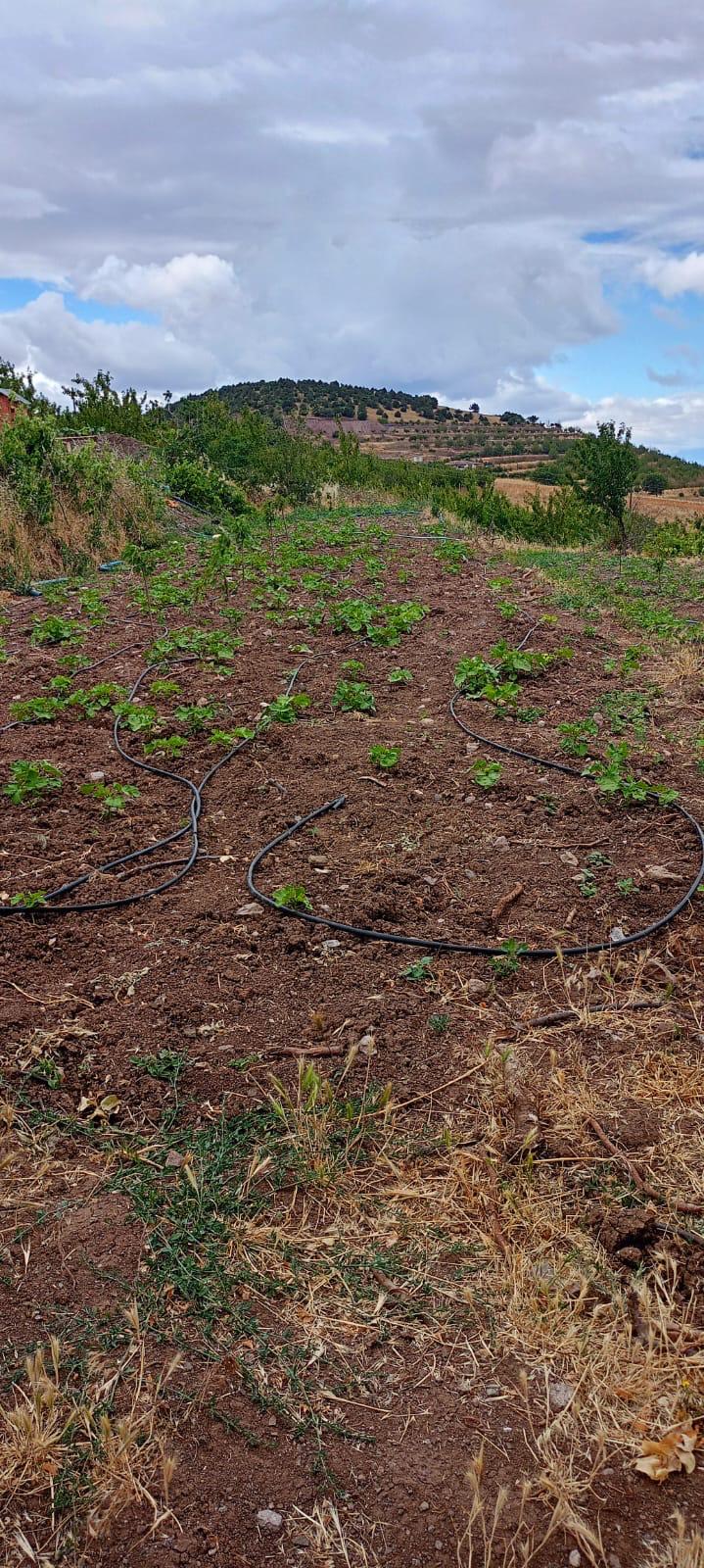 MARKA EMLAK'TAN AYDINLIKTA FIRSAT NİTELİĞİNDE 5.771 DÖNÜM BAĞ