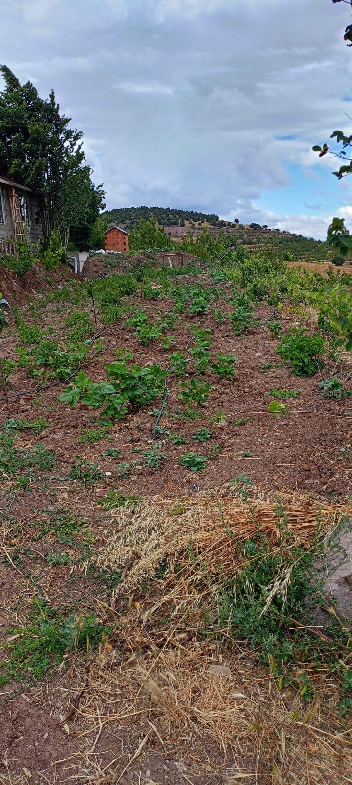 MARKA EMLAK'TAN AYDINLIKTA FIRSAT NİTELİĞİNDE 5.771 DÖNÜM BAĞ