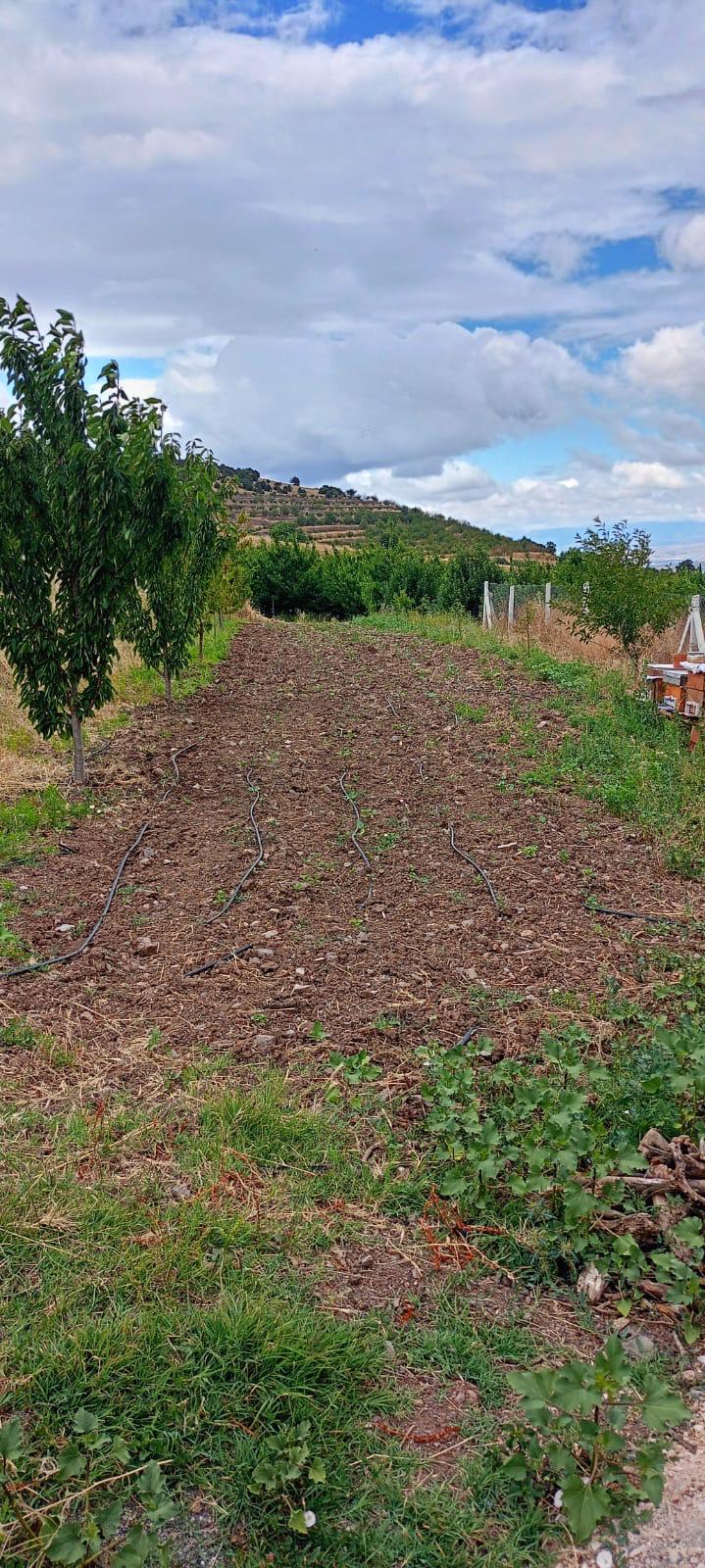 MARKA EMLAK'TAN AYDINLIKTA FIRSAT NİTELİĞİNDE 5.771 DÖNÜM BAĞ