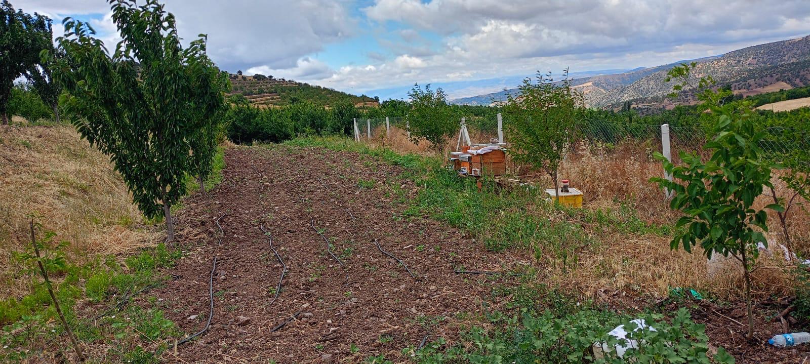 MARKA EMLAK'TAN AYDINLIKTA FIRSAT NİTELİĞİNDE 5.771 DÖNÜM BAĞ