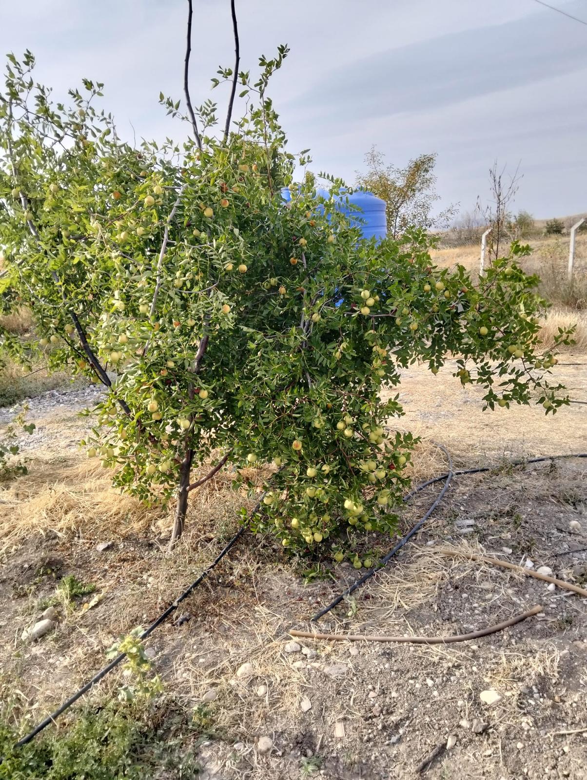 MARKA'DAN GEDİKSARAY GİRİŞİNDE MUHTEŞEM ARSA