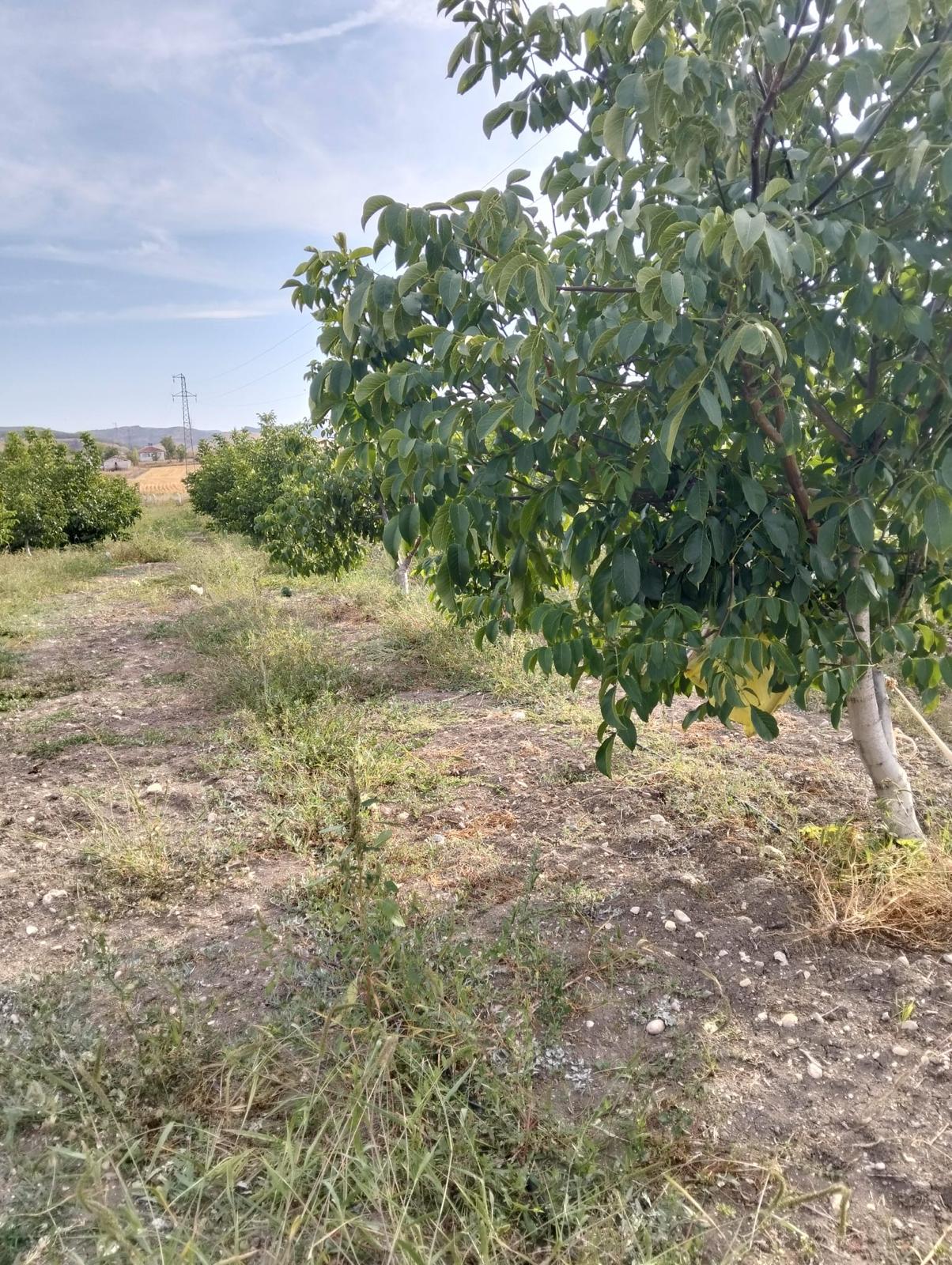 MARKA'DAN GEDİKSARAY GİRİŞİNDE MUHTEŞEM ARSA