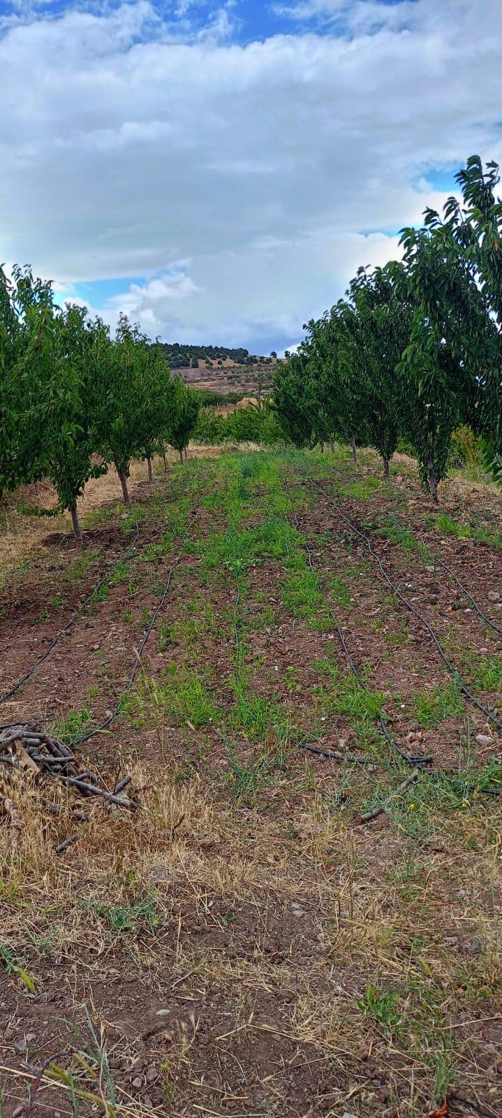 MARKA EMLAK'TAN AYDINLIKTA FIRSAT NİTELİĞİNDE 5.771 DÖNÜM BAĞ