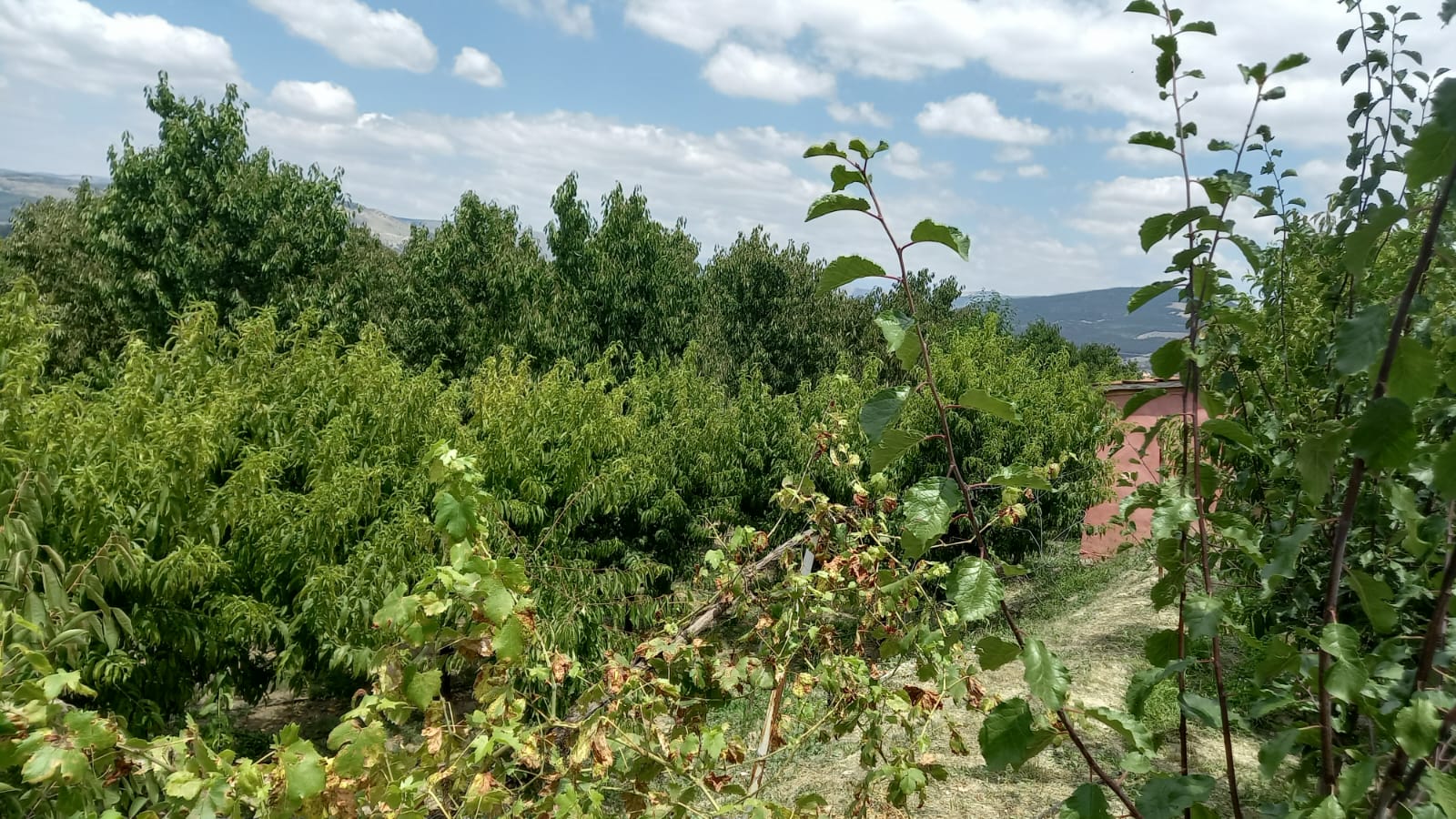 MARKA'DAN BELMEBÜK MEVKİİNDE SATILIK BAĞ & EV
