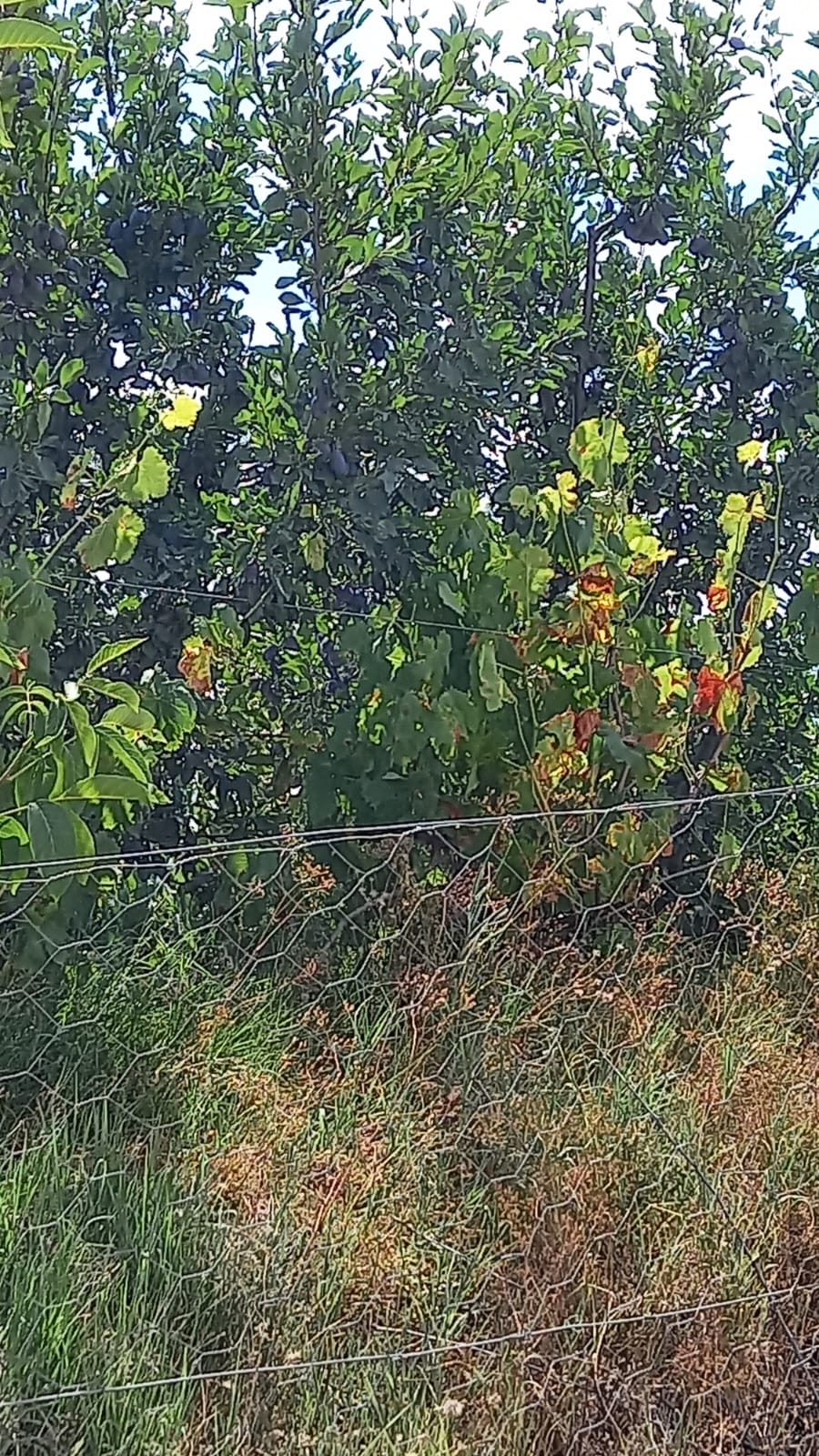 MARKA'DAN BELMEBÜK MEVKİİNDE SATILIK BAĞ & EV