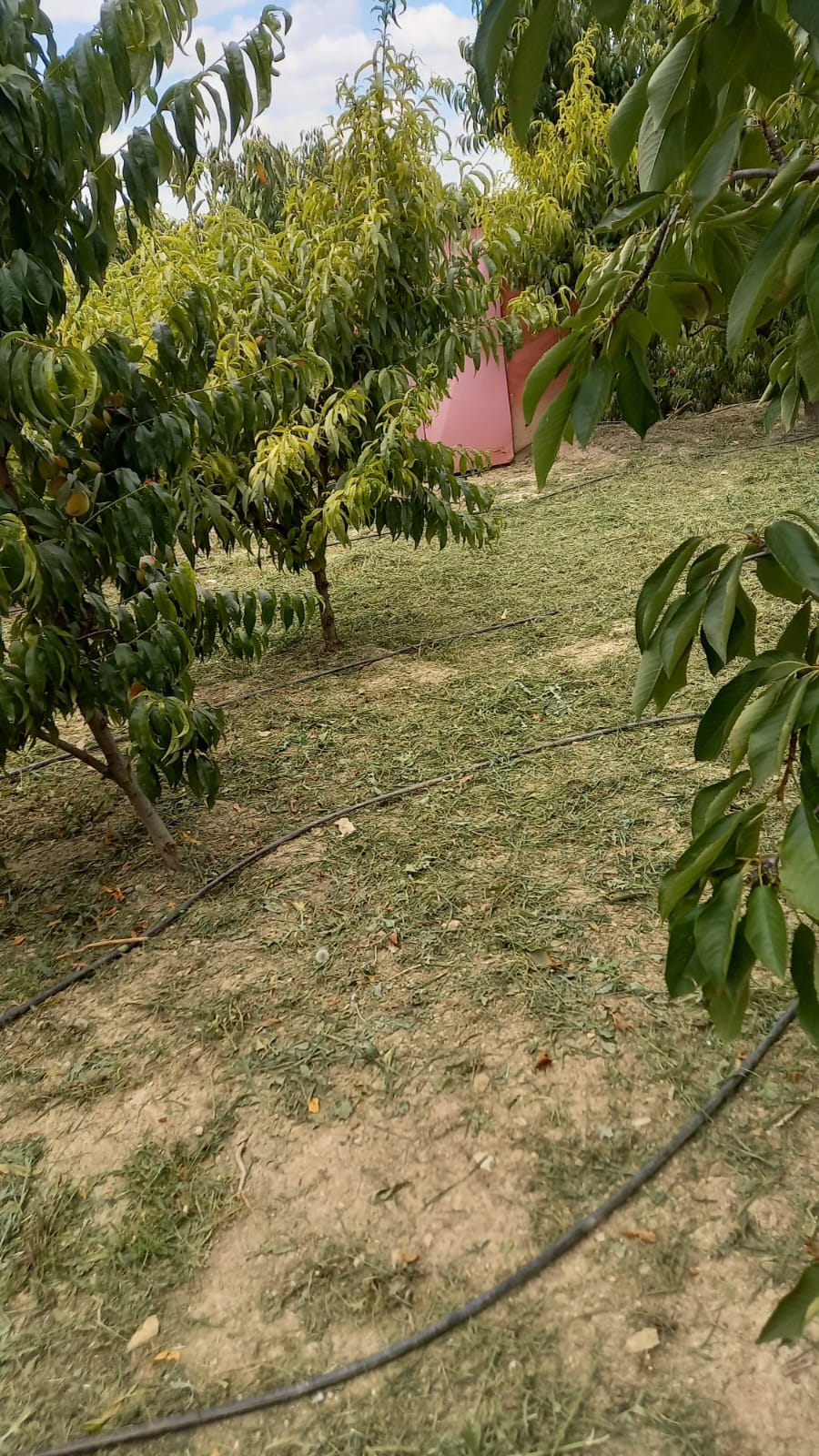 MARKA'DAN BELMEBÜK MEVKİİNDE SATILIK BAĞ & EV