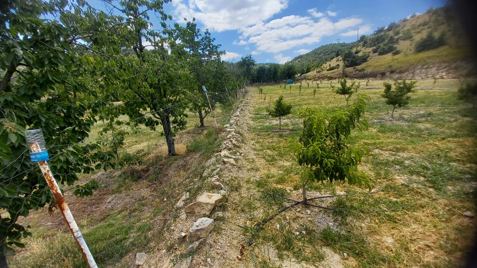 MARKA'DAN BELMEBÜK MEVKİİNDE SATILIK BAĞ & EV