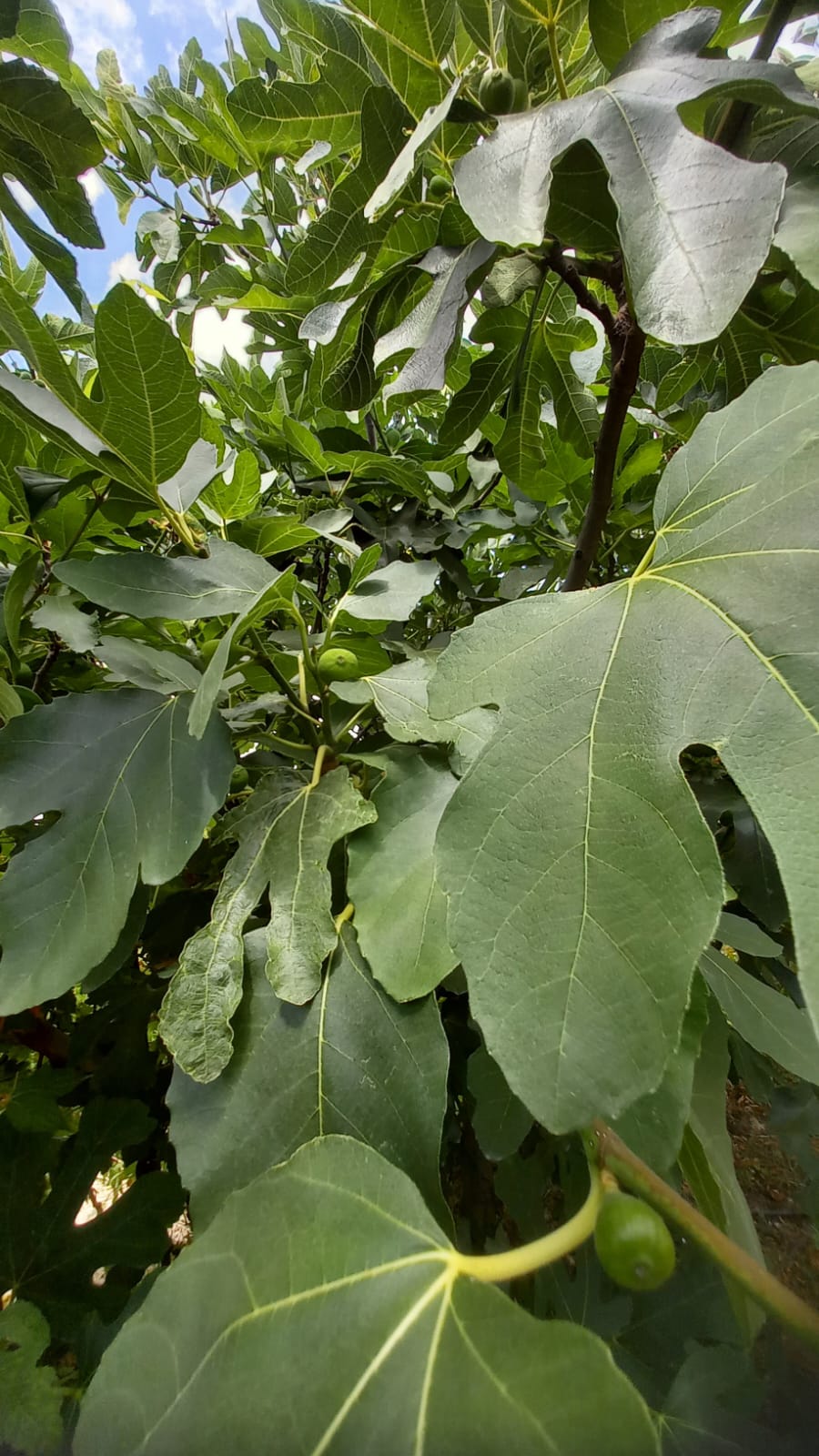 MARKA'DAN BELMEBÜK MEVKİİNDE SATILIK BAĞ & EV