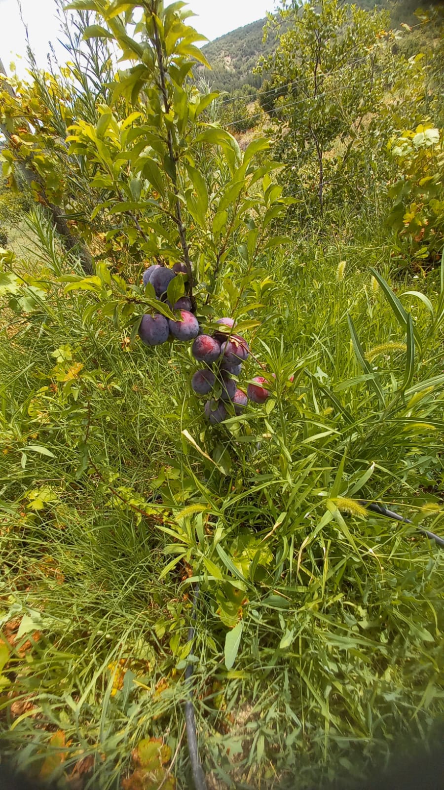 MARKA'DAN BELMEBÜK MEVKİİNDE SATILIK BAĞ & EV