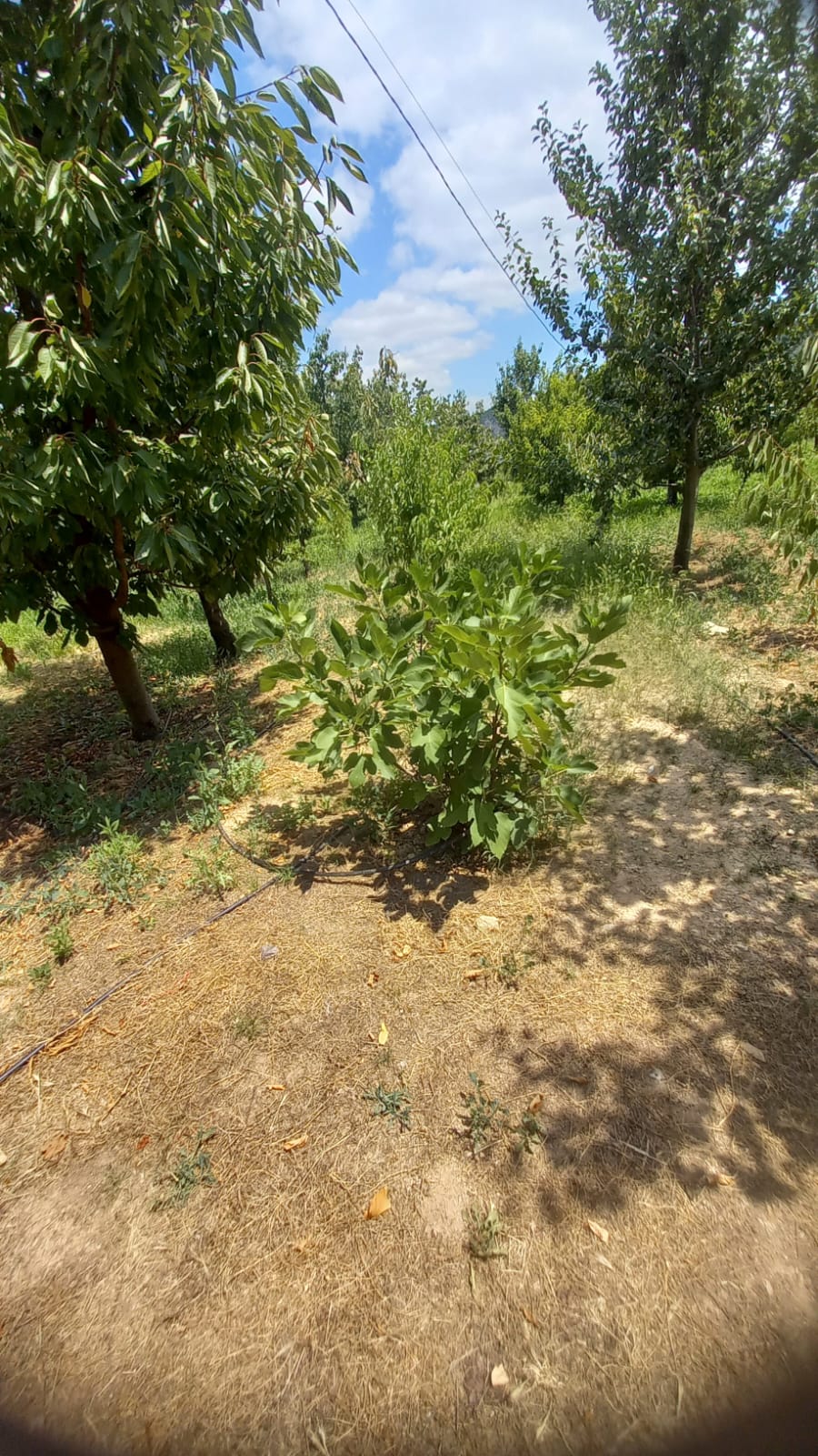 MARKA'DAN BELMEBÜK MEVKİİNDE SATILIK BAĞ & EV