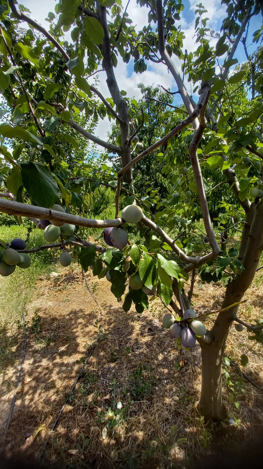 MARKA'DAN BELMEBÜK MEVKİİNDE SATILIK BAĞ & EV